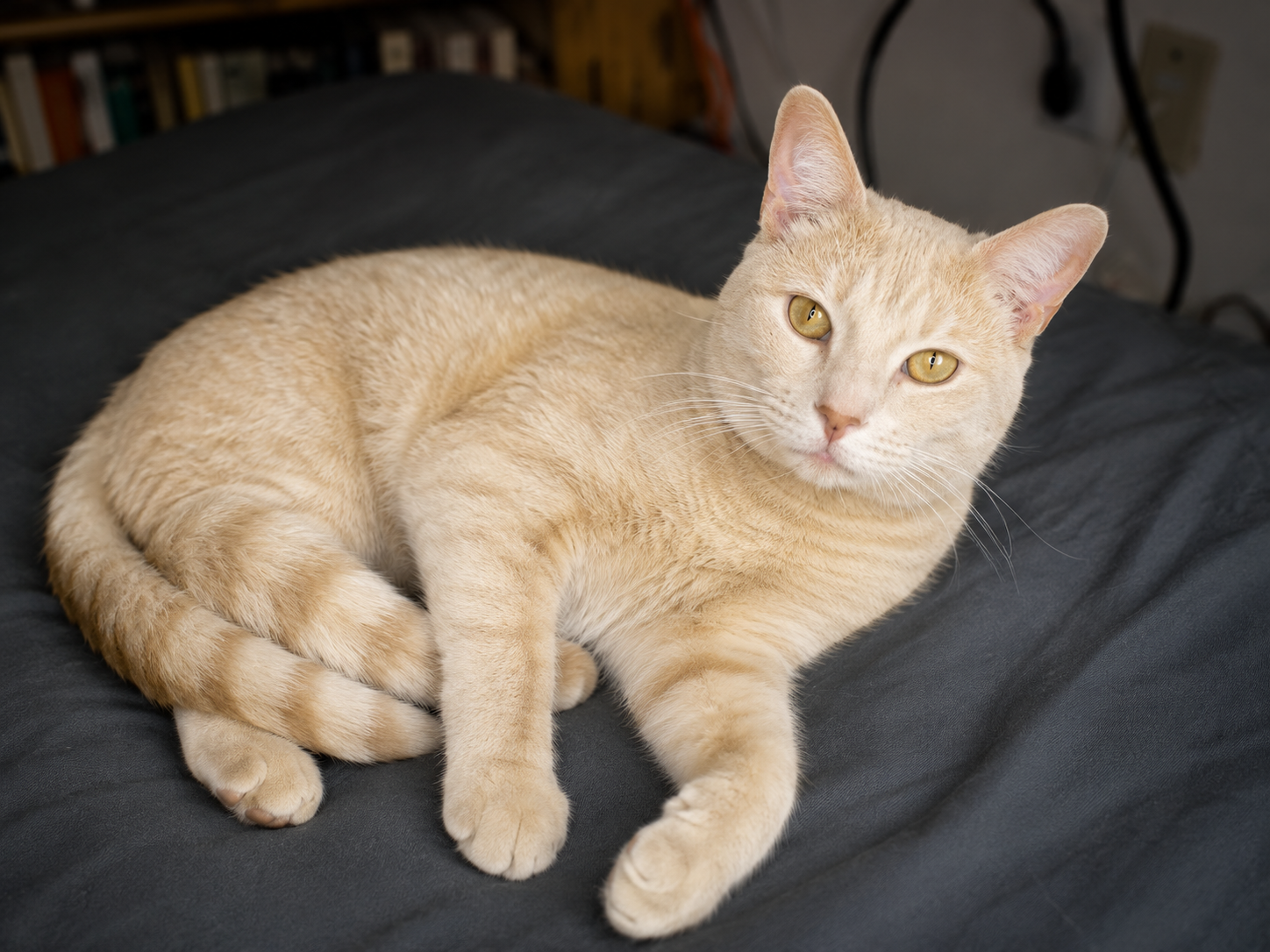 Butterscotch